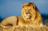 Circuit 2016 Africa De Sud Parcurile Kruger + Hluhluwe Zambia Cascada  Victoria