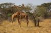 REVELION 2020 Africa De Sud