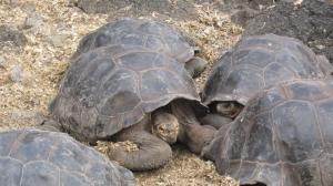 Circuit 2016  ECUADOR – GALAPAGOS