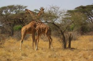 Revelion 2017 AFRICA DE SUD